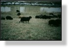 Sheep 6