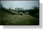 Sheep 8