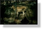 Zoo