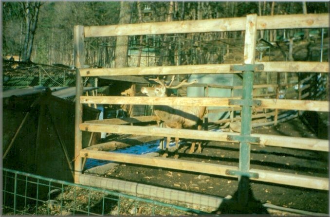 Piatra Neamt, Romania: Zoo