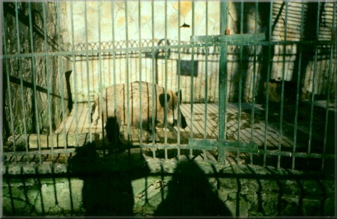 Piatra Neamt, Romania: Zoo