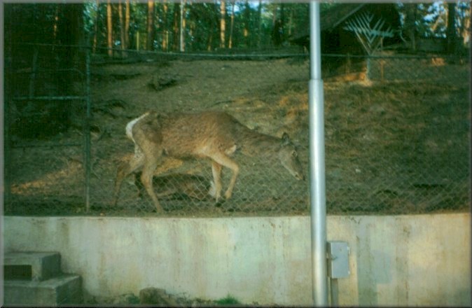 Piatra Neamt, Romania: Zoo