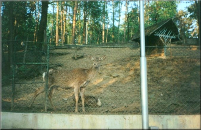 Piatra Neamt, Romania: Zoo